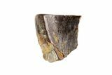 Worn Triceratops Shed Tooth - Montana #72500-1